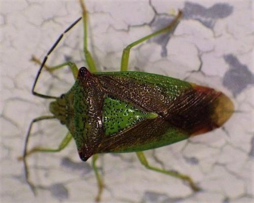 Acanthosoma haemorrhoidale